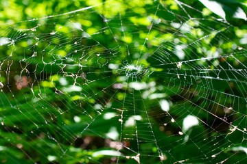 spiderweb with green leaves background