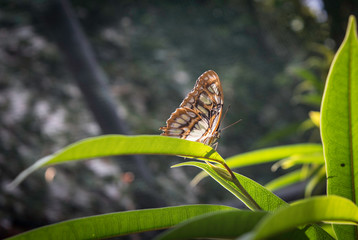le jardin des Papillons