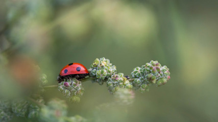 Une douceur qui charme l'âme....!