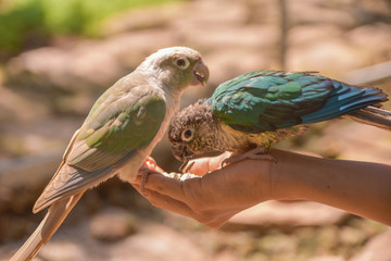 A bird eating food from his hand