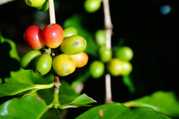 Raw coffee beans on the coffee tree