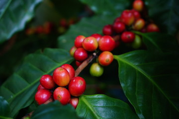 Raw coffee beans on the coffee tree