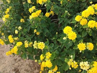 field of yellow flowers