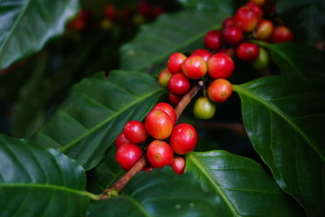 Raw coffee beans on the coffee tree