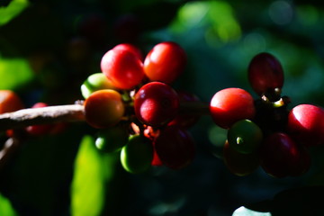 Raw coffee beans on the coffee tree