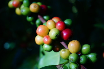 Raw coffee beans on the coffee tree