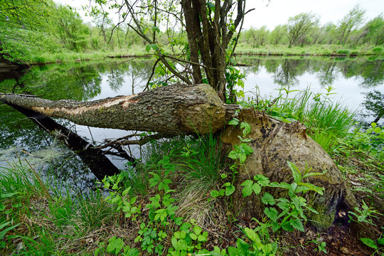 Biber-Fra&szlig; im Nationalpark Biebrza, Polen - beaver felled tree in Biebrza National Park, Poland