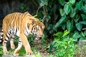 Fototapeta na wymiar An elegant Bengal tiger in natural jungle during hunting. Animal portrait photo, eye and face focus.