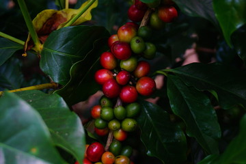 Raw coffee beans on the coffee tree