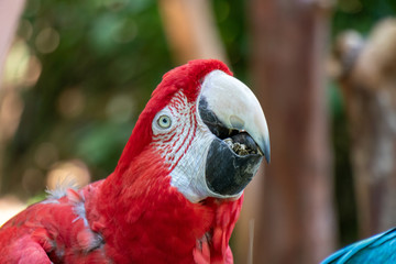 Arara Canindé Vermelha