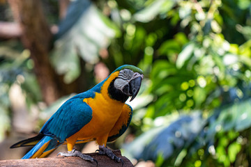 Arara Canindé Azul a Amarela