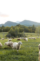 Obraz premium Sheep and Lamb in Free Range Field in Adirondack Mountains, Organic farm on Mountainside 