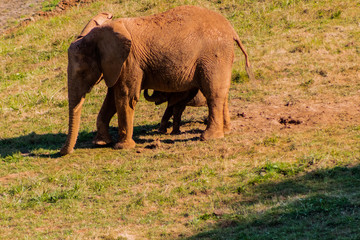an african gorilla enjoying in a green meadow