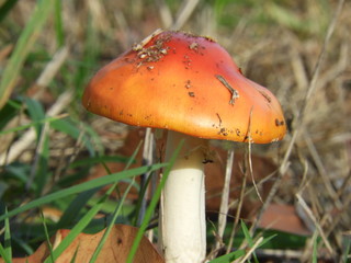 Fliegenpilze