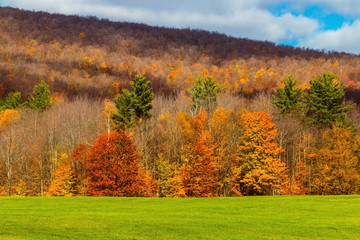 autumn landscape with trees 