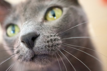 closeup portrait of a cat nose and whiskers