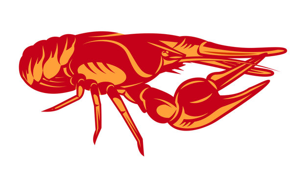 Vector color illustration with crayfish on white background
