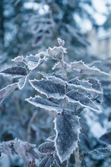 frozen leaves in winter
