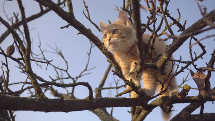 Fototapeta na wymiar small red cat on a tree