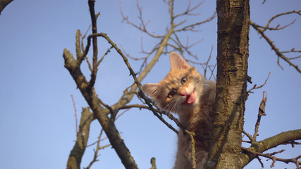 small red cat on a tree