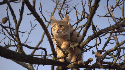 small red cat on a tree