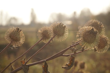 dry burdock seeds in autumn