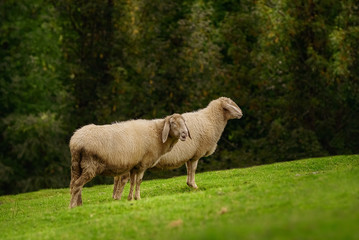 Fototapeta premium Sheeps on the Grass