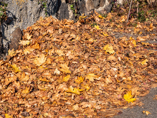 Laubhaufen im Herbst