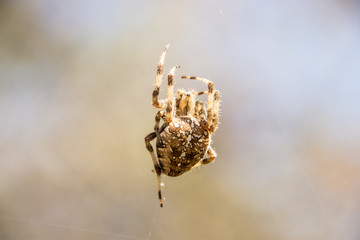 preety heart shaped back spider