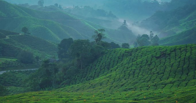 Beautiful view of fresh tea plants covered with mist at sunrise in Cameron Highlands tea plantations, Malaysia