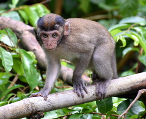 Baby macaque monkey climbing along bamboo and looking at the camera