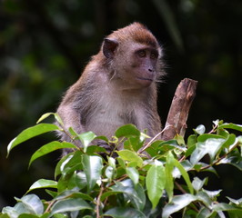 Young macaque monkey sitting in a tree in the jungle