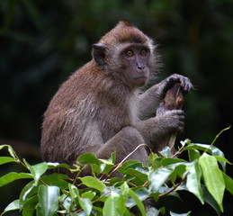 Young macaque monkey sitting in a tree and staring into the jungle