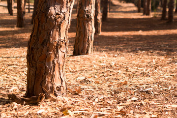 Forest footpath in sunlight