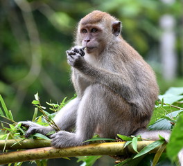 Young macaque monkey sitting relaxed in a tree in the jungle