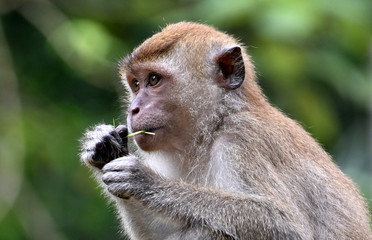 Young macaque monkey eating a leaf in the jungle