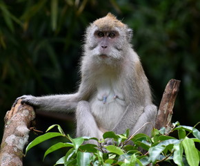 Macaque monkey sitting relaxed in a tree in the jungle