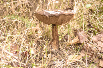 Obraz na płótnie Canvas brown mushroom beautifull natural portrait