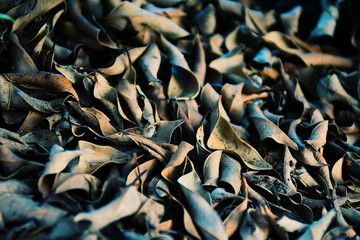 Colorful autumn fallen leaves on brown forest soil background 