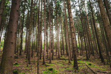 Obraz premium Wald, Sachsen