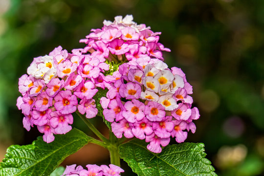 Flower Cambara closeup photo - Macro photo Lantana camara