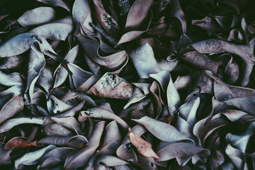 Colorful autumn fallen leaves on brown forest soil background 