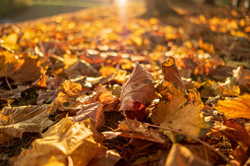 Autumn in Poland. Dry maple leaves on the ground.