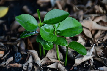 green leat in the dried leaves. 
