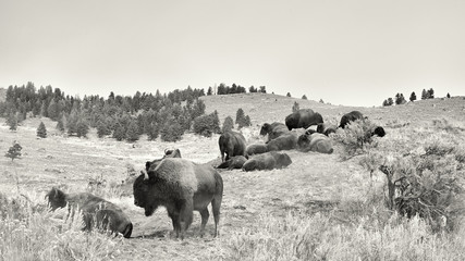 Buffalo in Yellowstone