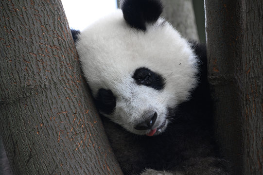 Baby Giant Panda Cub Sleeps On The Tree Between The Branches And The Leaves After Eating The Bamboo For Breakfast In Chengdu, Sichuan, China.
