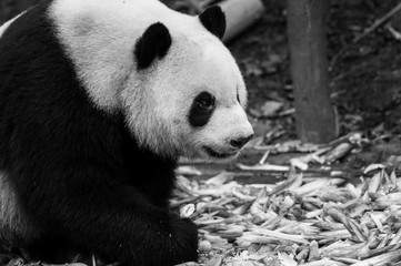Fototapeta premium The portrait of the Giant panda. Big fat lazy Giant panda eats bamboo in the forest. Endangered wildlife.