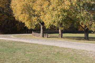 The trees near the road in autumn park