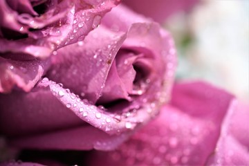 macro view on pink rose with water drops