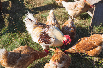 Free Range chickens on Mountainside, feed, rooster, Organic farmstead in Adirondack Mountains 